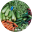 Vegetables | Sayuran