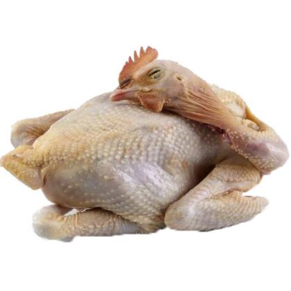ayam kampung
