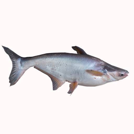 Ikan Patin Hitam in English - HopetuWong