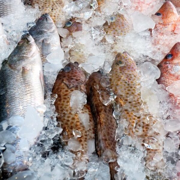 Cara Simpan Ikan Segar Supaya Tahan Lebih Lama