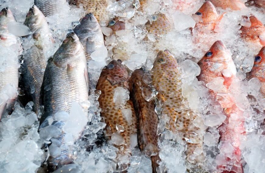 Cara Simpan Ikan Segar Supaya Tahan Lebih Lama