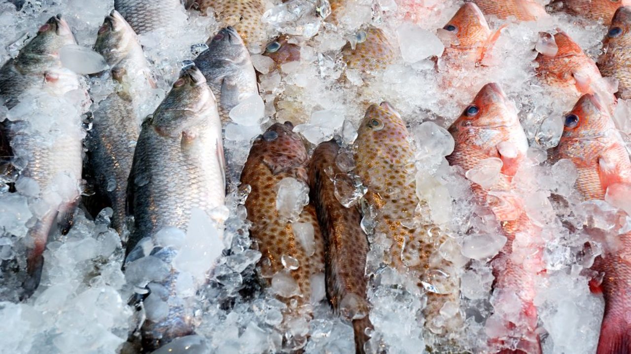 Cara Simpan Ikan Segar Supaya Tahan Lebih Lama